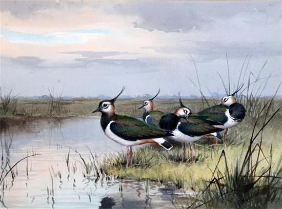 John Cyril Harrison (1898-1985) Lapwing by waters edge 11 x 15in.